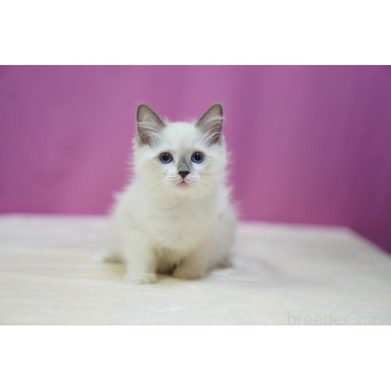 販売中の埼玉県のラグドール-131724の7枚目