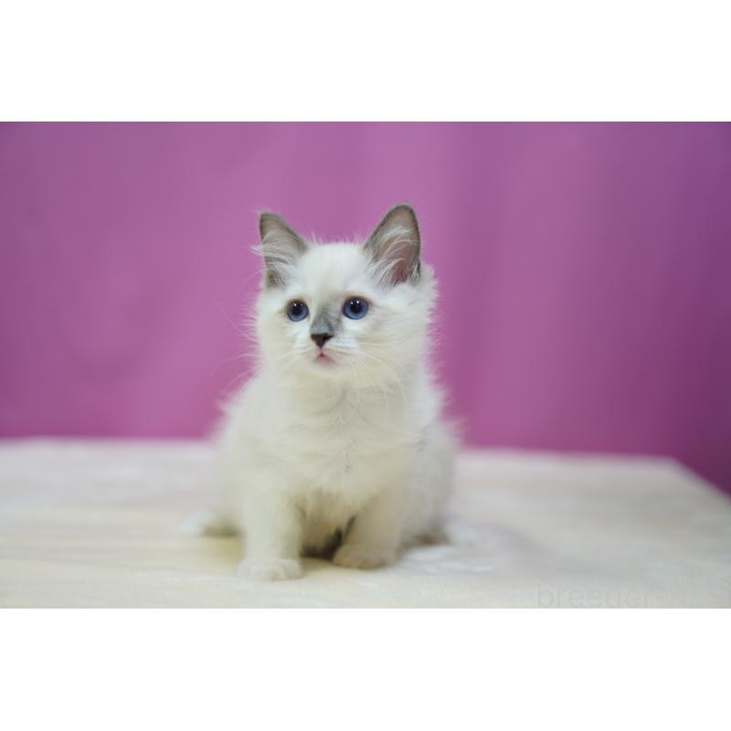 販売中の埼玉県のラグドール-131724の6枚目