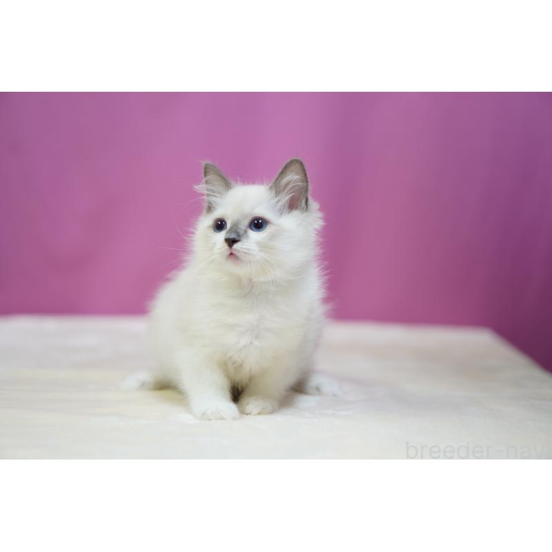 販売中の埼玉県のラグドール-131724の5枚目