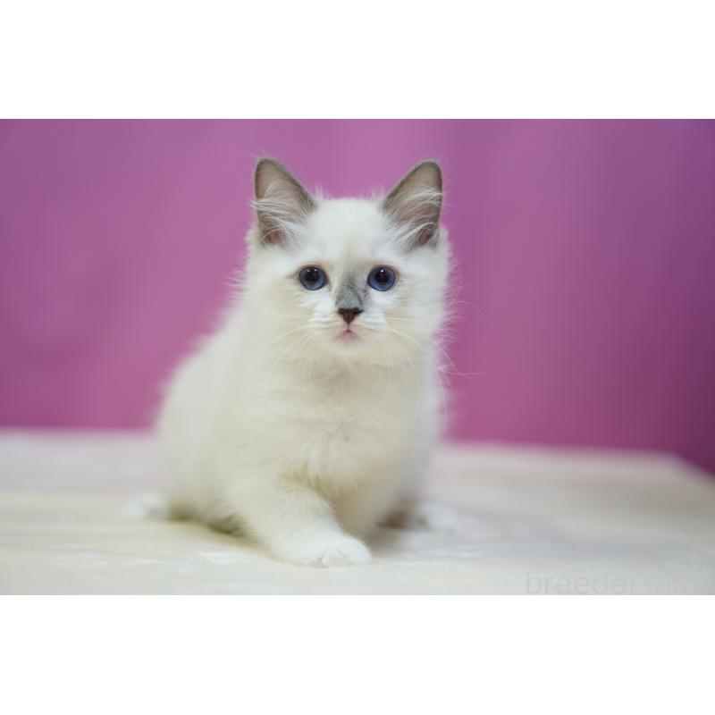 販売中の埼玉県のラグドール-131724の4枚目