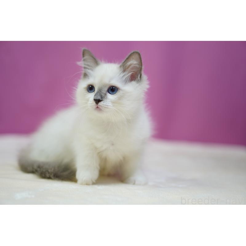 販売中の埼玉県のラグドール-131724の3枚目