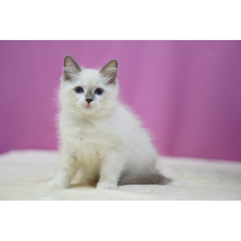 販売中の埼玉県のラグドール-131724の2枚目