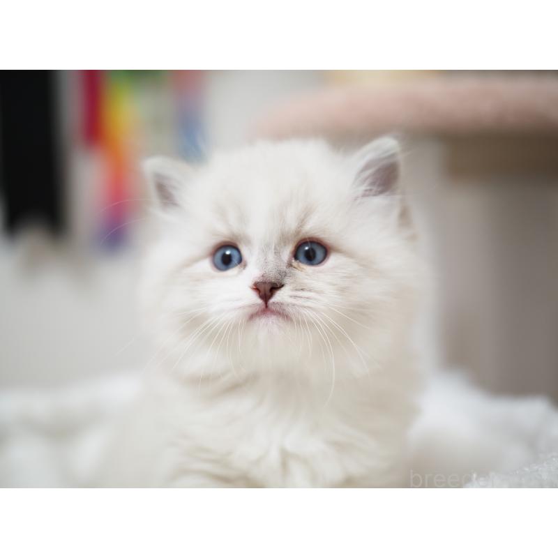 成約済の埼玉県のラグドール-131231の19枚目