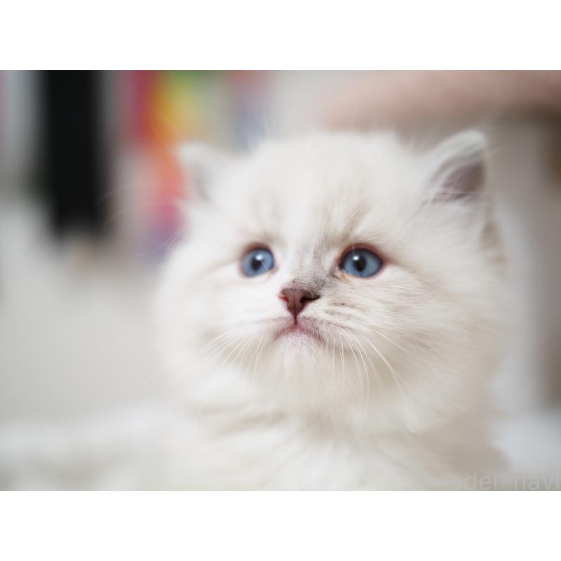 成約済の埼玉県のラグドール-131231の18枚目