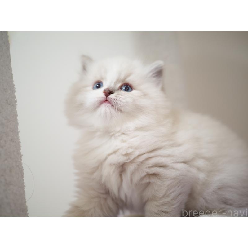 成約済の埼玉県のラグドール-131231の15枚目