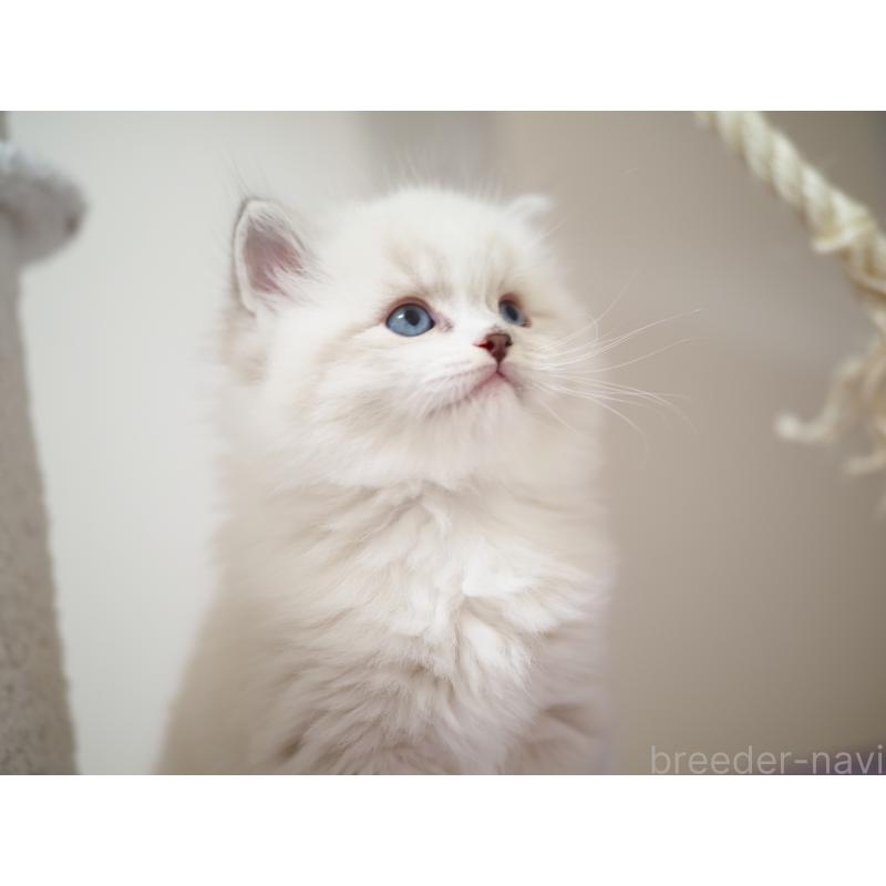 成約済の埼玉県のラグドール-131231の14枚目