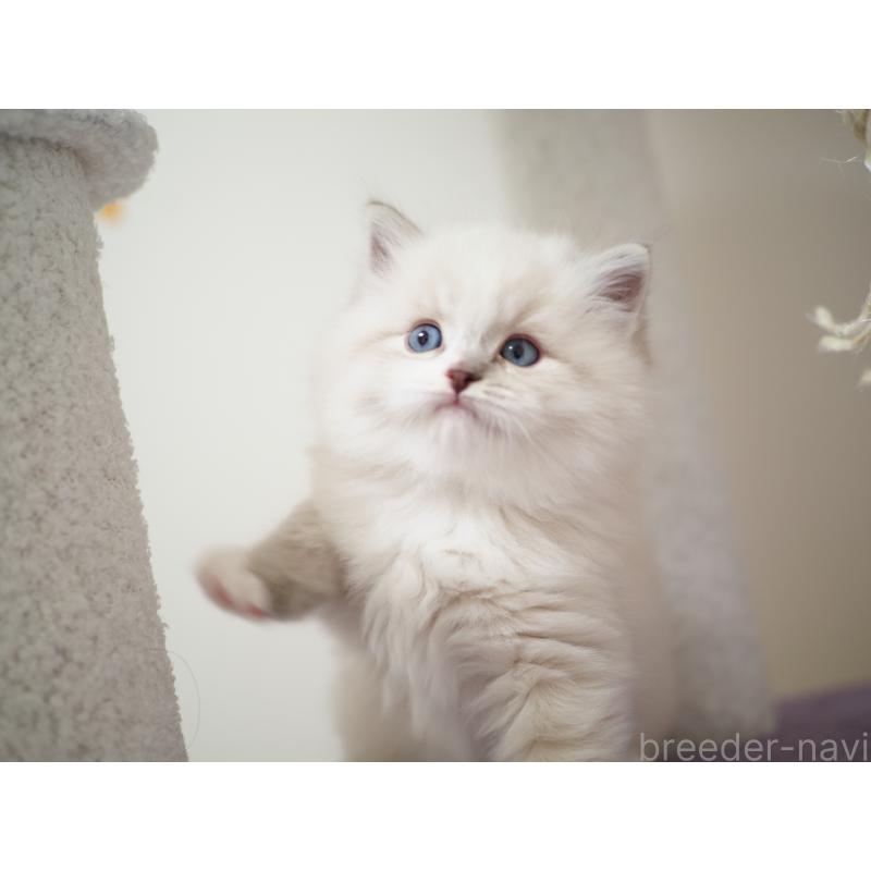 成約済の埼玉県のラグドール-131231の13枚目