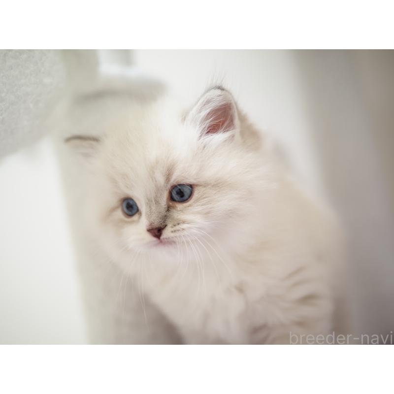 成約済の埼玉県のラグドール-131231の12枚目