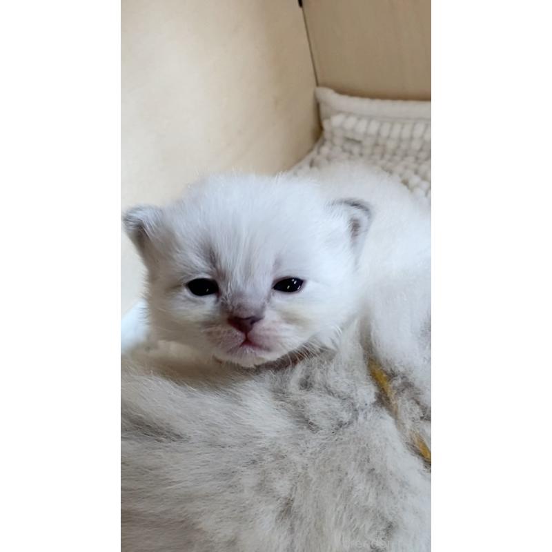 販売中の北海道のサイベリアン-131727の6枚目