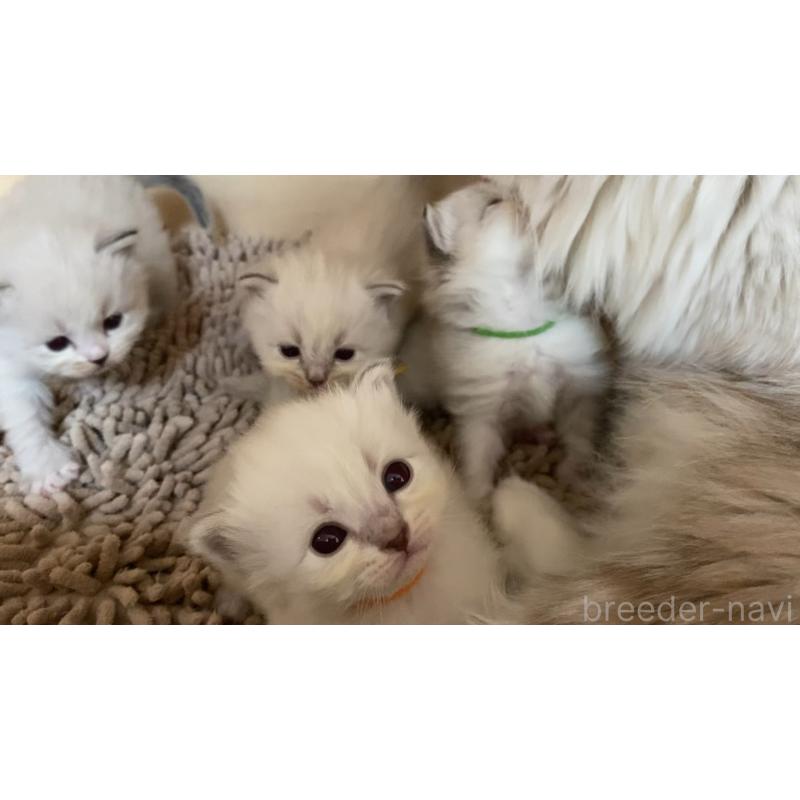 販売中の北海道のサイベリアン-131727の5枚目