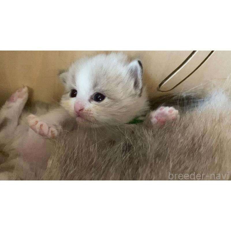 販売中の北海道のサイベリアン-131728の5枚目