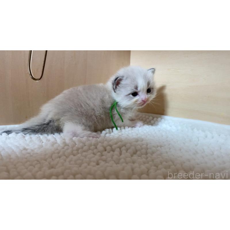 販売中の北海道のサイベリアン-131728の4枚目