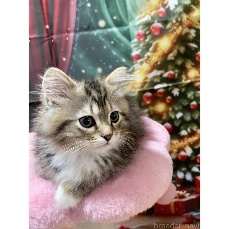 成約済の東京都のミックス-128099の4枚目