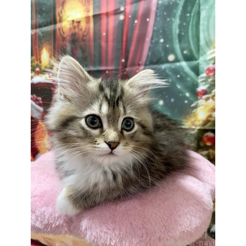 成約済の東京都のミックス-128099の3枚目