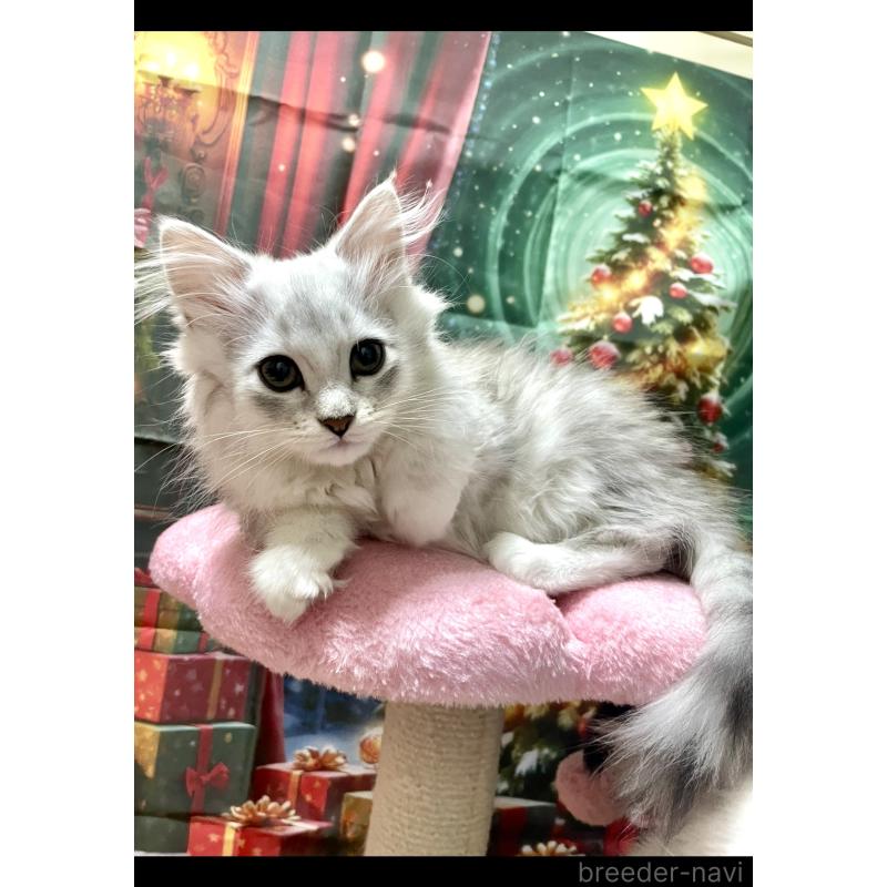 成約済の東京都のミックス-128097の5枚目