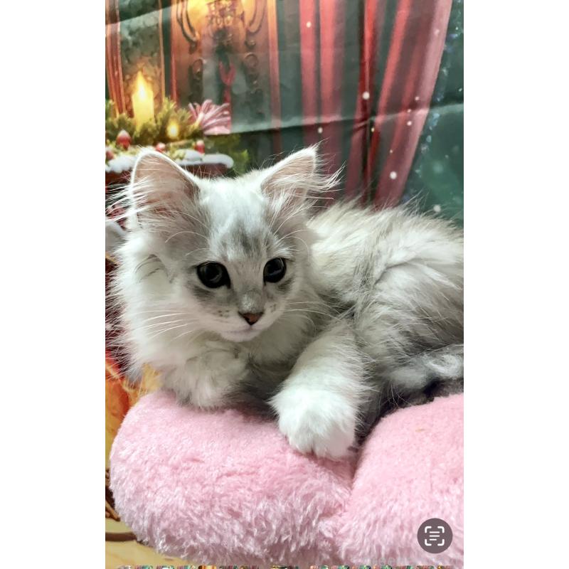 成約済の東京都のミックス-128097の4枚目