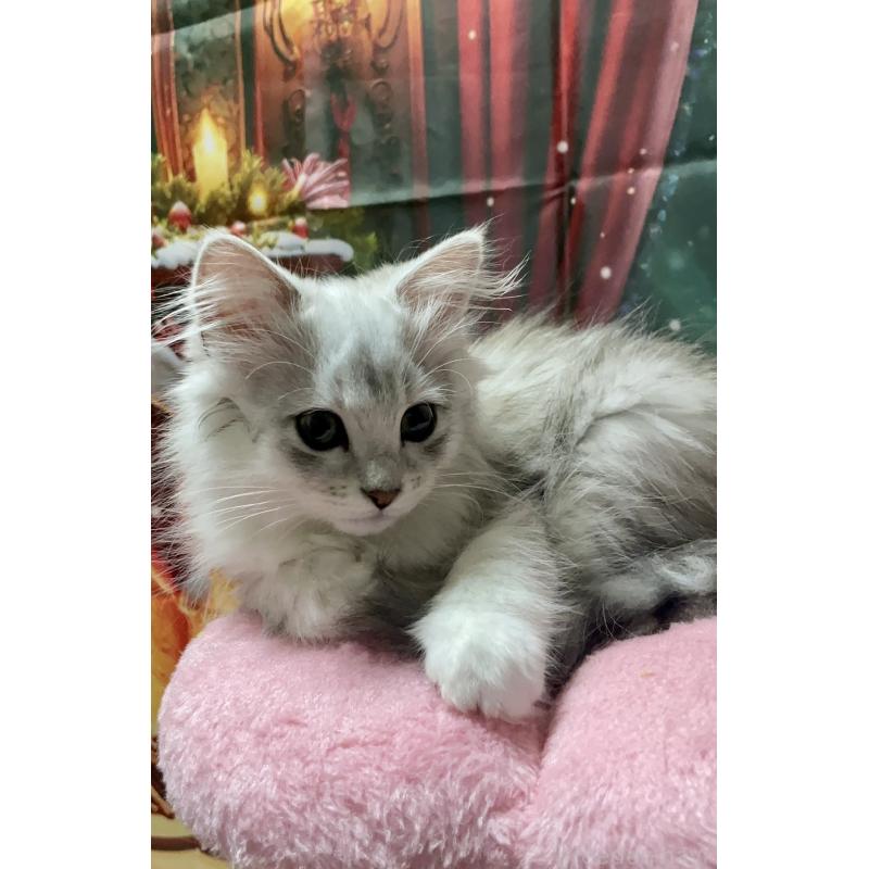 成約済の東京都のミックス-128097の3枚目