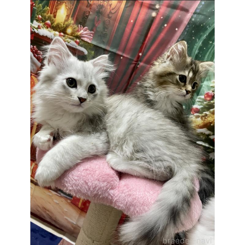 成約済の東京都のミックス-128097の2枚目