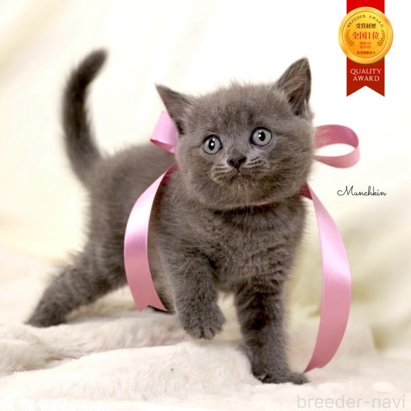 販売中の栃木県のマンチカン-130889