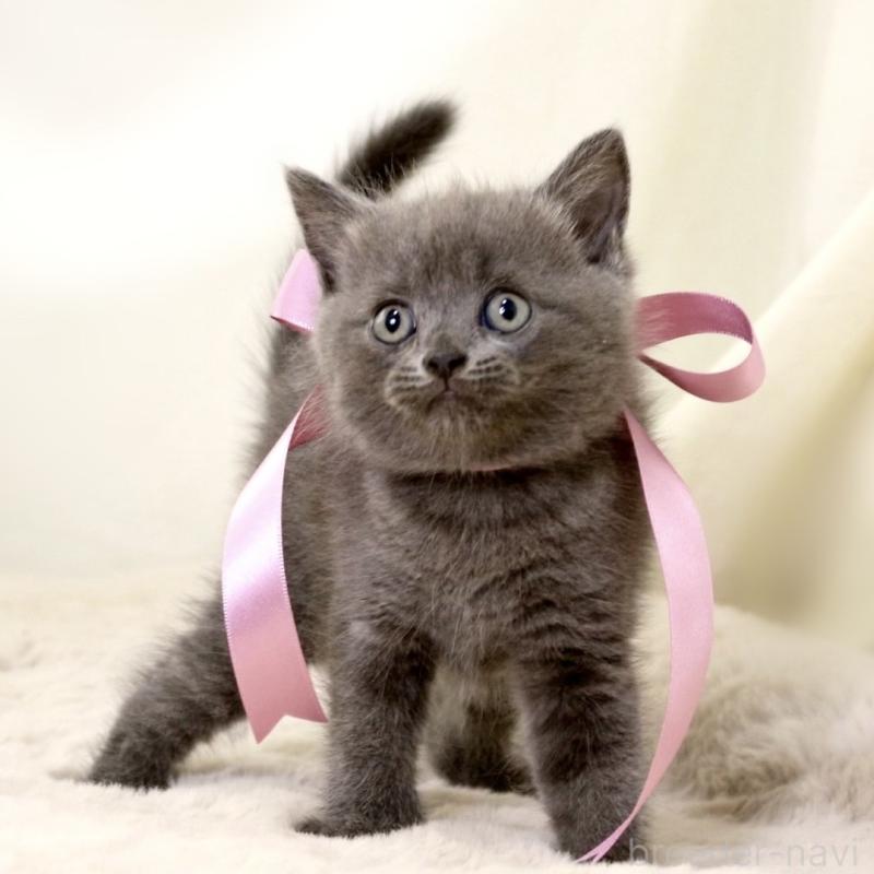 成約済の栃木県のマンチカン-130889の10枚目