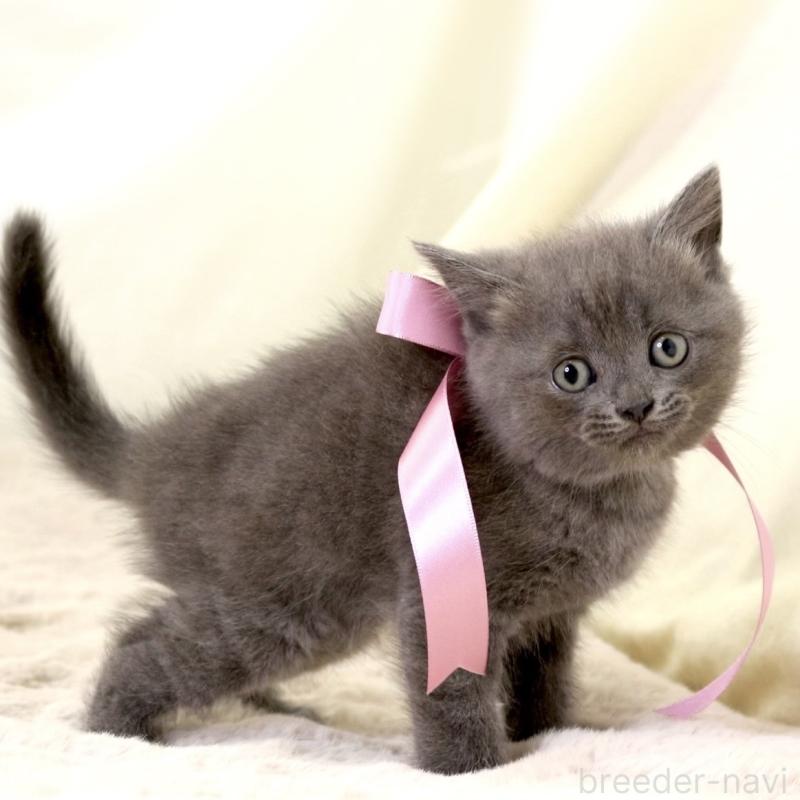 成約済の栃木県のマンチカン-130889の9枚目