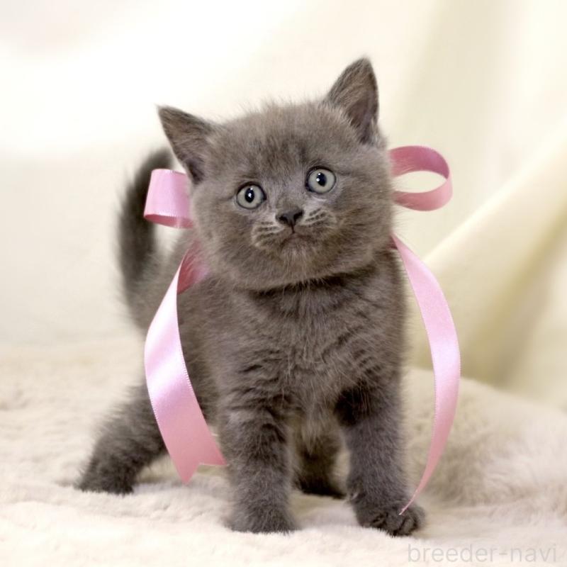 成約済の栃木県のマンチカン-130889の8枚目