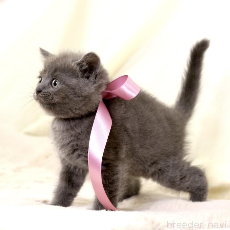 成約済の栃木県のマンチカン-130889の7枚目