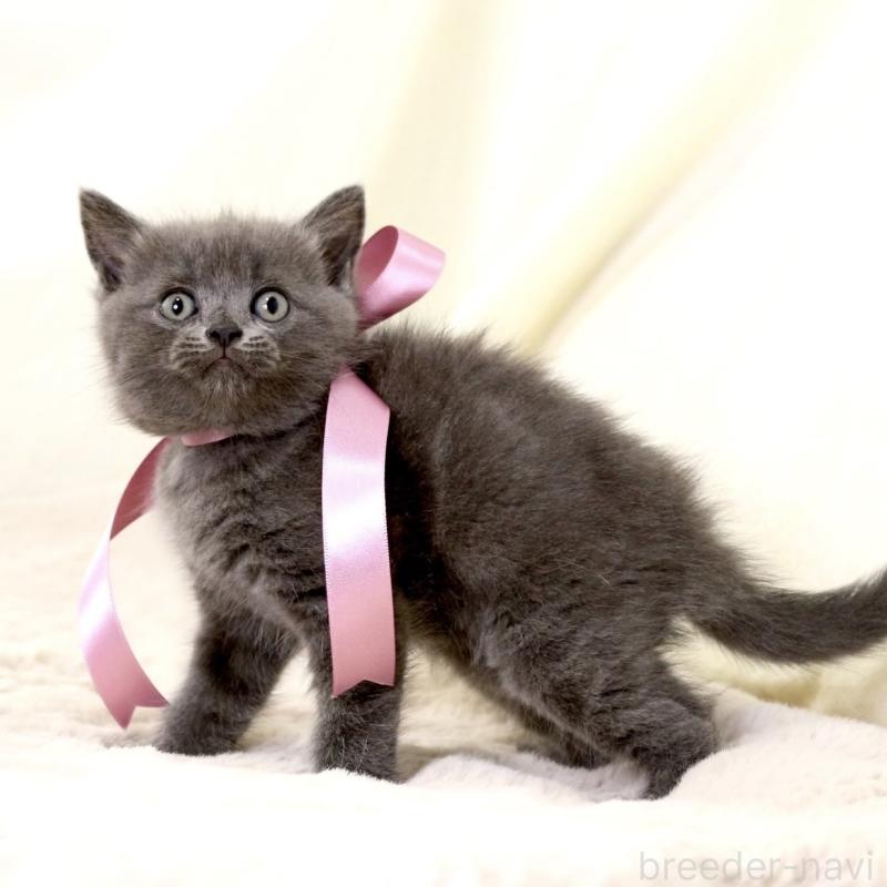 成約済の栃木県のマンチカン-130889の6枚目