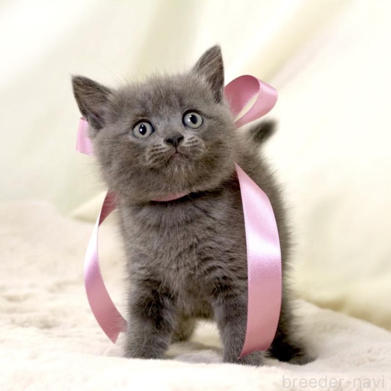 成約済の栃木県のマンチカン-130889の5枚目