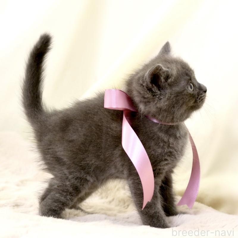 成約済の栃木県のマンチカン-130889の3枚目