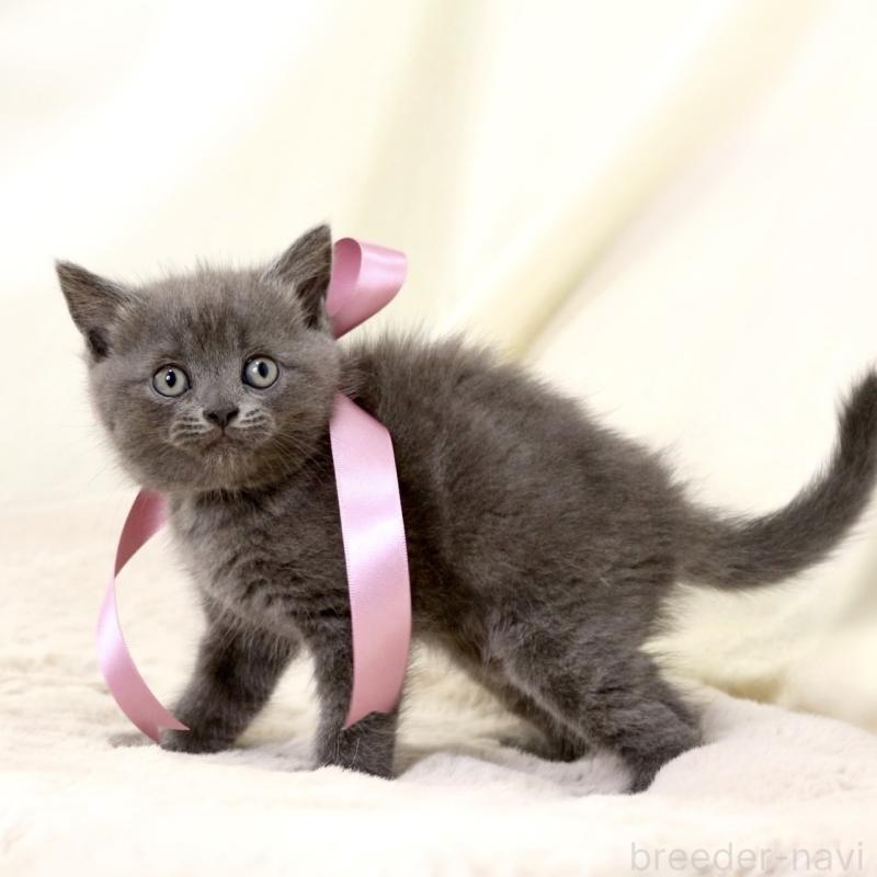 成約済の栃木県のマンチカン-130889の2枚目