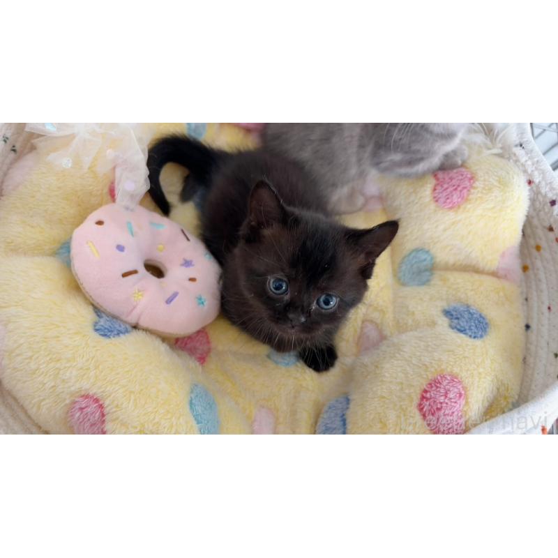 商談中の群馬県のマンチカン(短足)-130554の6枚目