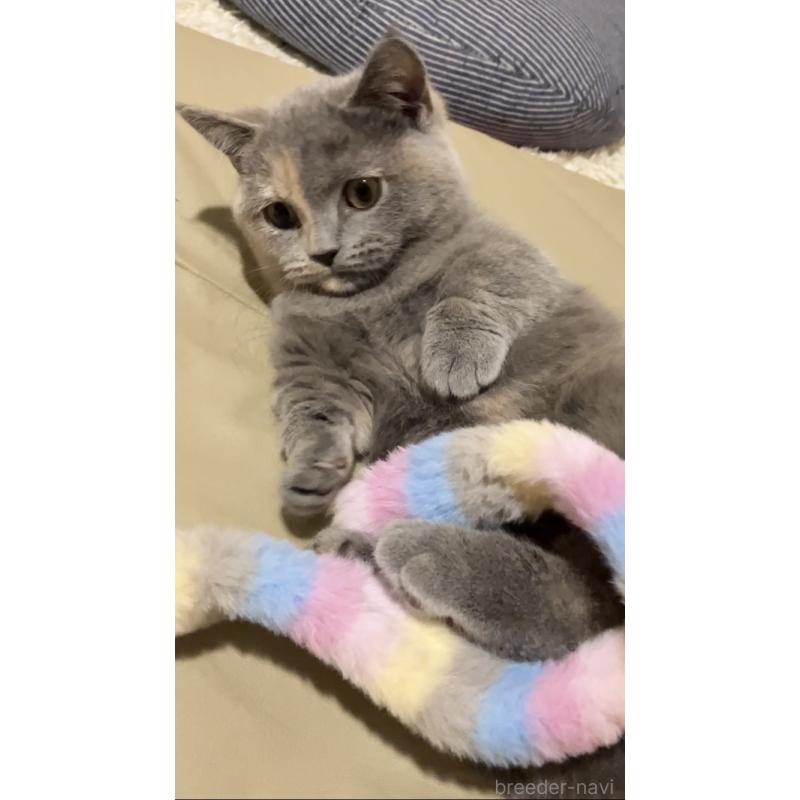 成約済の東京都のマンチカン(短足)-129602の4枚目