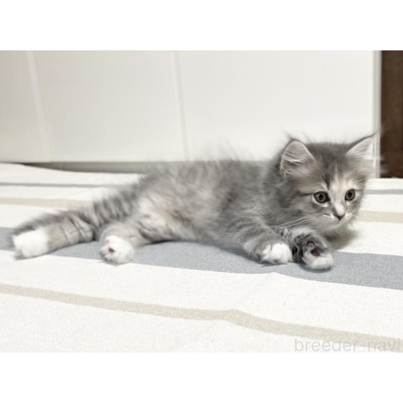 販売中の愛知県のミヌエット-129446の15枚目