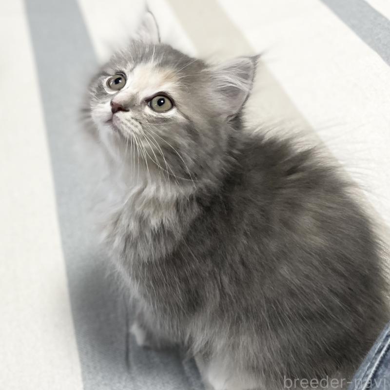 販売中の愛知県のミヌエット-129446