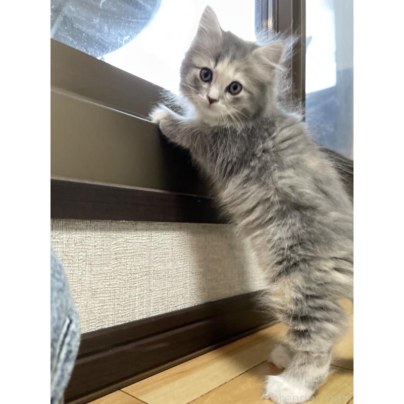 販売中の愛知県のミヌエット-129446の14枚目