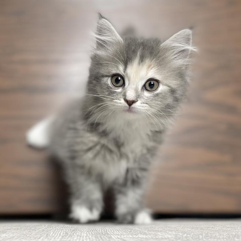 販売中の愛知県のミヌエット-129446の12枚目