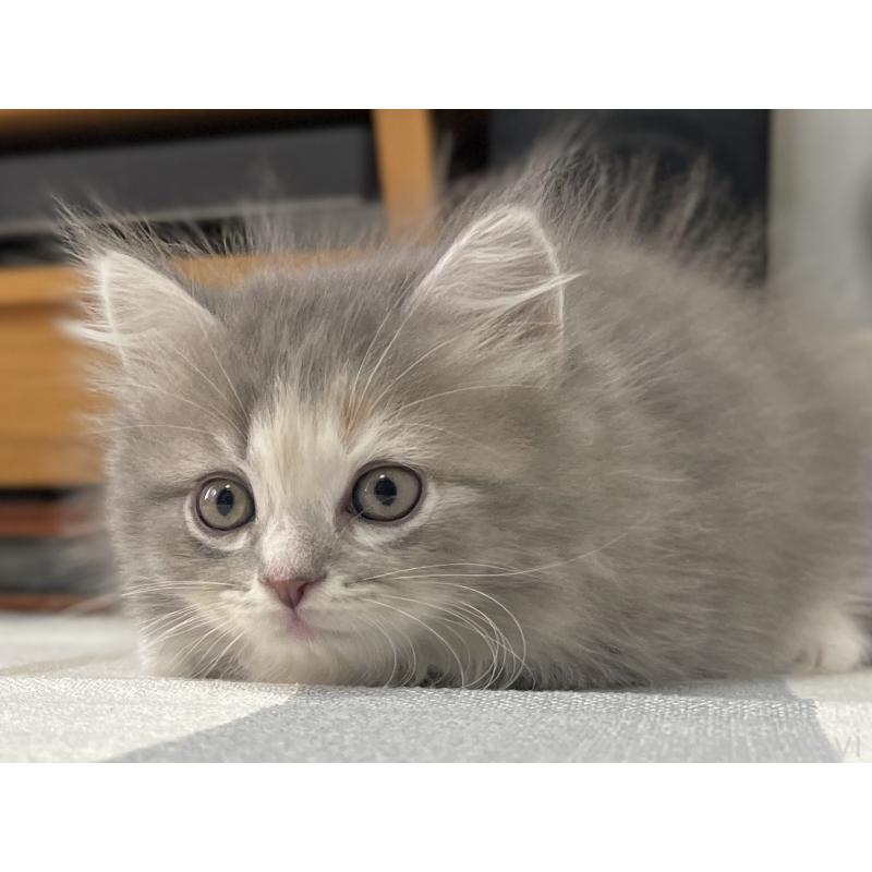 販売中の愛知県のミヌエット-129446の10枚目