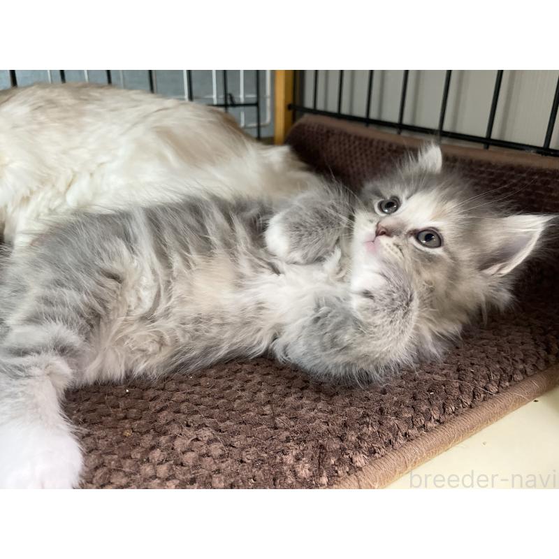 販売中の愛知県のミヌエット-129446の9枚目