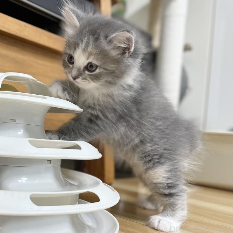 販売中の愛知県のミヌエット-129446の8枚目