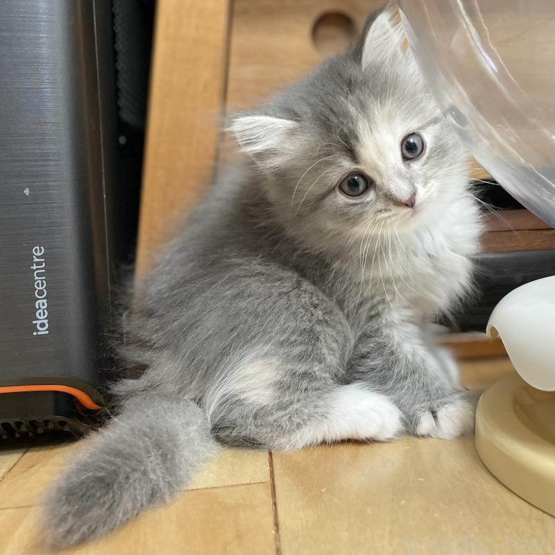 販売中の愛知県のミヌエット-129446の7枚目