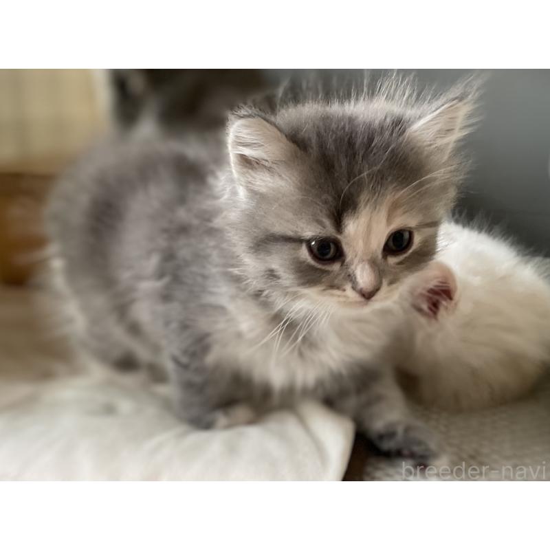 販売中の愛知県のミヌエット-129446の6枚目