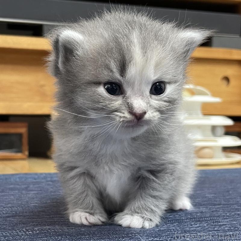 販売中の愛知県のミヌエット-129446の4枚目