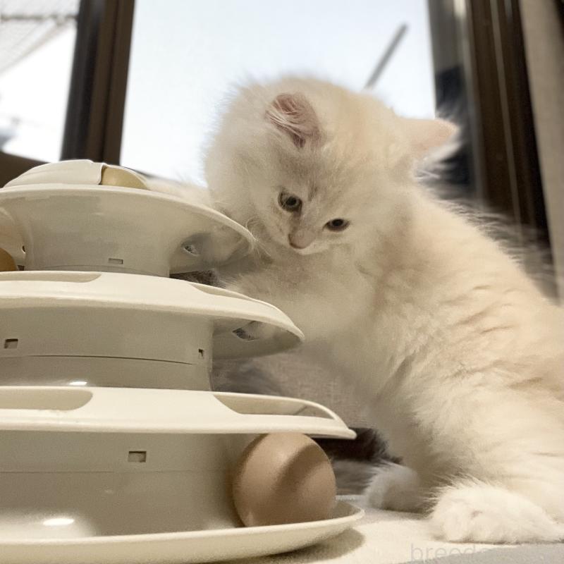 成約済の愛知県のミヌエット-129447の15枚目