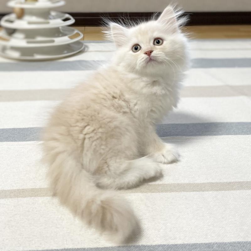 成約済の愛知県のミヌエット-129447の1枚目