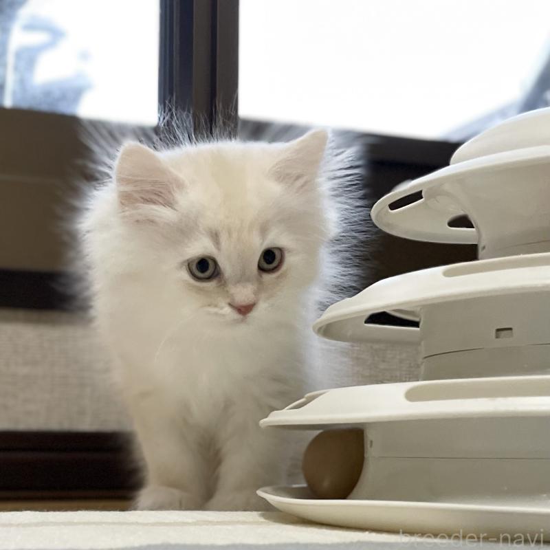 成約済の愛知県のミヌエット-129447の14枚目