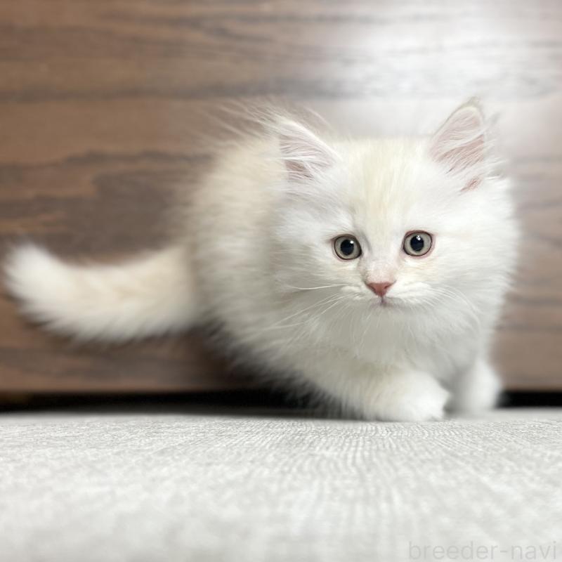 成約済の愛知県のミヌエット-129447の13枚目