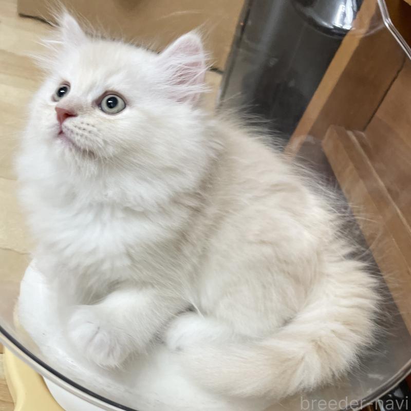 成約済の愛知県のミヌエット-129447の12枚目