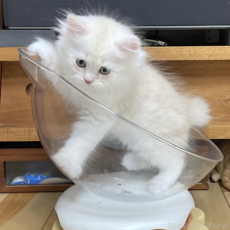 成約済の愛知県のミヌエット-129447の11枚目