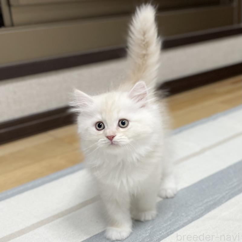 成約済の愛知県のミヌエット-129447の10枚目